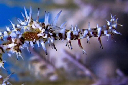 Ghost pipefish off batangas the Philippines. Casio Exilim by Andrew Macleod 